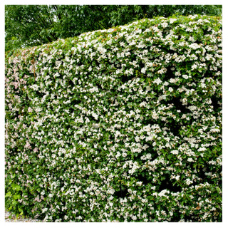 50 Hawthorn 3-4ft, Hedging Plants, Crataegus, Quickthorn, Thorny Native Hedge