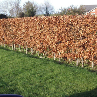 500 Green Beech Hedging Plants 2 Year Old, 1-2 ft Grade 1  Hedge Trees 40-60cm