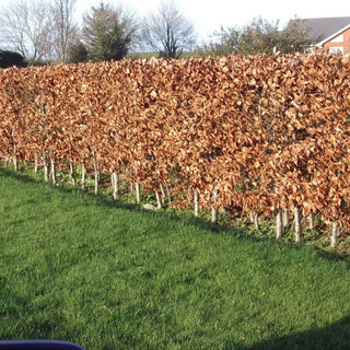 50 Green Beech Hedging Plants 2 Year Old, 1-2 ft Grade 1  Hedge Trees 40-60cm