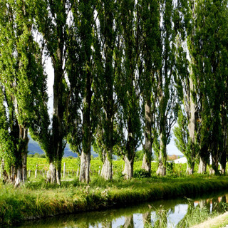 3 Lombardy Poplar / Populus Nigra Italica Trees 2-3ft Quick Native Wind Break