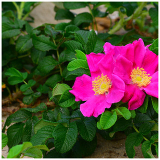 3 Red Wild Rose Hedging 30-50cm Plants,Rosa Rugosa Rubra,Flowers For 6mths