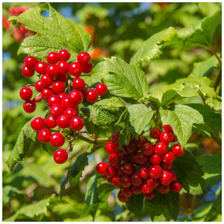 3 Guelder Rose Hedging Plants Viburnum Opulus Native Hedge,Flowers & Berries 30-40cm