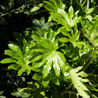 Fatsia Japonica Plants / Japanese aralia in 2L Pot, Evergreen Beautiful Tropical Display