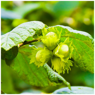 Hazel 'Cosford Cob' Tree Corylus Cobnut, Multistemmed Strong Hazelnut Plant