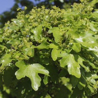 100 Field Maple Hedging, Native Trees Acer Campestre 40-60cm Plants,Autumn Colour