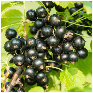 10 Titania Blackcurrant Bush Plants, Multi-stemmed, Tasty Fruit & Heavy Crop