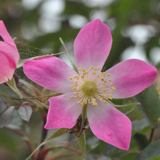 10 Rubrifolia Roses 2ft Rosa Glauca Rubrifolia Hedge Plants,Red Leafed Rose