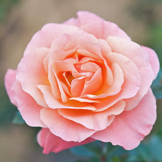 'Fragrant Delight' Very Fragrant Floribunda Rose Bush,Produces Masses Of Red Blooms