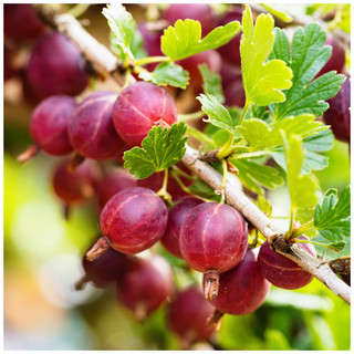 5 Red Gooseberry Captivator Plants Ribes uva Crispa, Branched Fruit Bushes