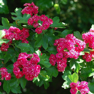 Midland Hawthorn 'Paul's Scarlet' /  Crataegus Laevigata Rosea 4-5ft In 3L Pot