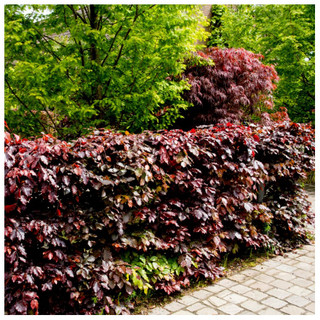 20 Copper / Purple Beech - Fagus Sylvatica Atropurpurea, 1-2ft Tall In a 1L Pots