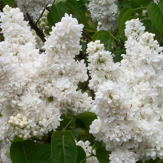 'Madame Lemoine' Syringa Vulgaris-Branched Lilac Tree Shrub in a 2L Pot.