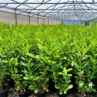 30 Cherry Laurel 3-4ft Tall Multi-Stemmed Prunus Rotundifolia, In 3L Pots, Fast Growing Evergreen Hedging