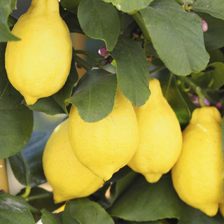 Citrus 'Lemon' Tree, In a 1.5L Pot, Ready to Fruit, Lovely, Tasty & Evergreen