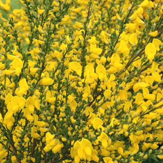 3 Broom / Cytisus Praecox 'All Gold' Plants in 9cm Pots, Long Lasting, Yellow Flowering Shrubs