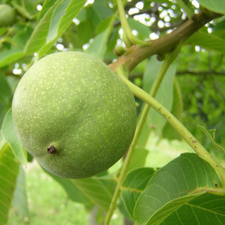 Large English Walnut Fruit Tree 4-5ft Tall in 6L Pot, Grow Nuts, Juglans Regia