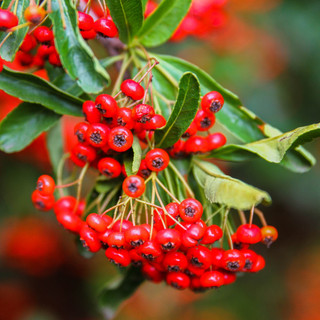 3 Pyracantha 'Red Cushion' / Firethorn 'Red Cushion' 15-20cm Tall In 9cm Pots