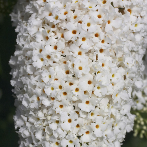 Buddleia davidii 'White Profusion' in 2L pot Buddleja Butterfly Bush