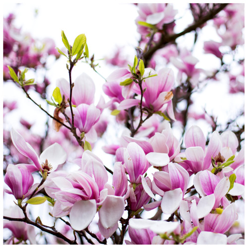 Stunning Magnolia 'Soulangeana' In 3L pot 50-60cm Tall, Large Beautiful Flowers