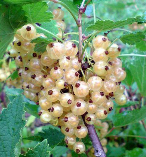 1 Witte Hollander White Currant/Ribes Rubrum 'Witte Hollander', In 2L Pot