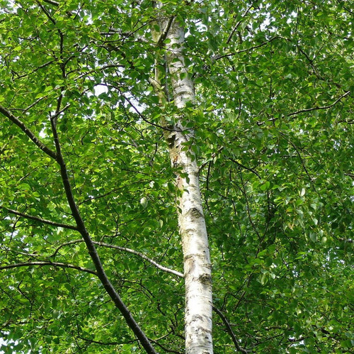 9 Silver Birch 4-5ft Stunning  Mature Specimen Trees, Betula Pendula in a 2L Pot