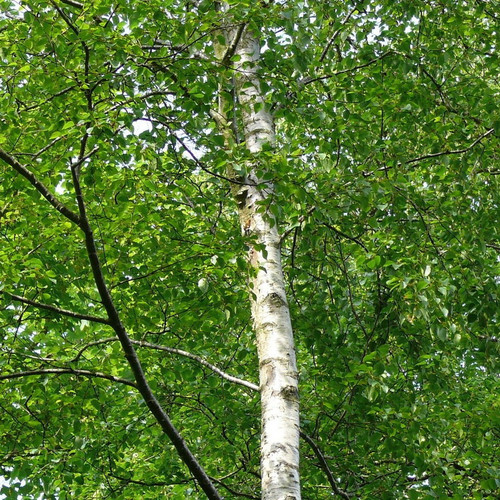 3 Silver Birch 4-5ft Stunning  Mature Specimen Trees, Betula Pendula in a 2L Pot