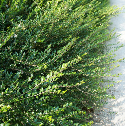 20 Lonicera Nitida In 9cm Pots Hedging Box Honeysuckle Tree Plants