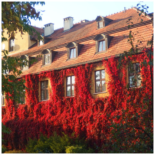 Parthenocissus Engelmannii / Virginia Creeper 2-3ft Tall In a 2L Pot