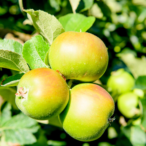 Bramley's Seedling Apple Tree 3-4ft, 6L Pot, Ready to Fruit, Popular Cooker