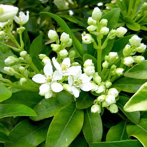 3 Mexican Orange Blossom Plants / Choisya 'Ternata' in 2L Pots