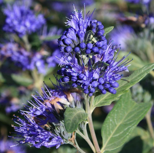 'Heavenly Blue' Caryopteris Clandonensis Plant In 2 Litre Pot