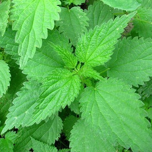 3x Nettle / Urtica dioica / Stinging Nettle In 1L Pot, Your Health, Your Way!