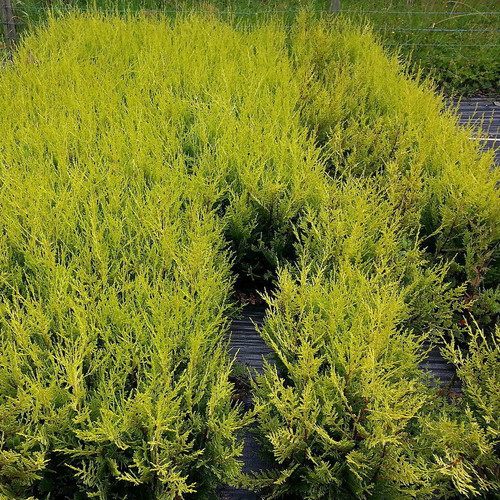 3 Golden Leylandii Evergreen Hedging Plants 40-60cm in 9cm Pots / Cupressocyparis leylandii 'Castlewellan Gold'