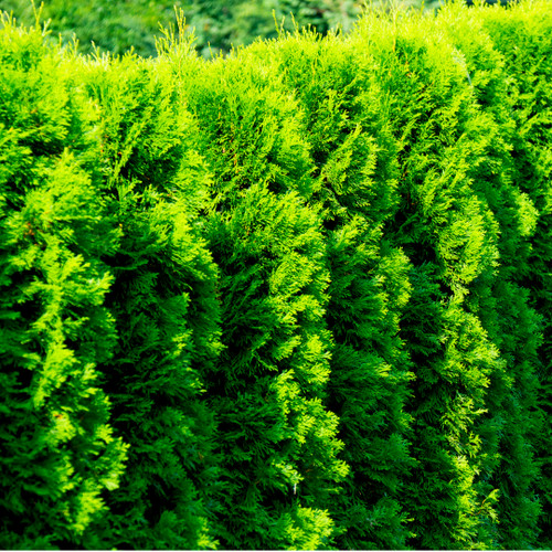 3 Western Red Cedar Trees /Thuja 'Gelderland' 30-40cm Tall in 9cm Pots Evergreen Hedging Plants
