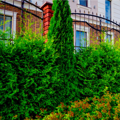 25 Western Red Cedar Trees /Thuja 'Gelderland' 30-40cm Tall in 9cm Pots Evergreen Hedging Plants