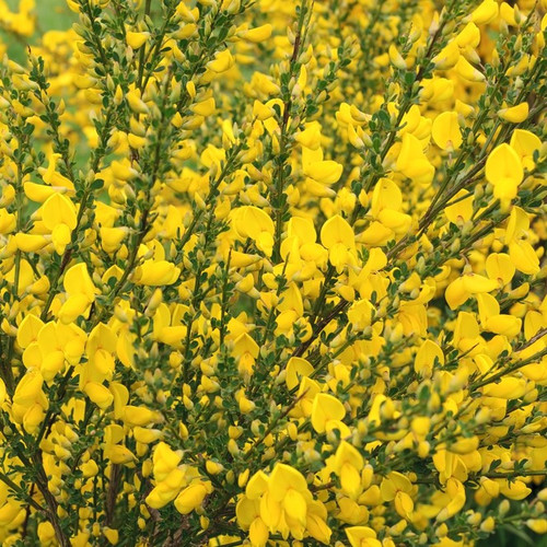 1 Broom / Cytisus Praecox 'All Gold' Plant in 9cm Pot, Long Lasting, Yellow Flowering Shrub