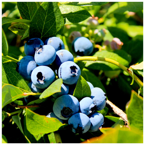 'Duke' Blueberry / Vaccinium cor. 'Duke' in 9cm Pot, Tasty Edible Fruit