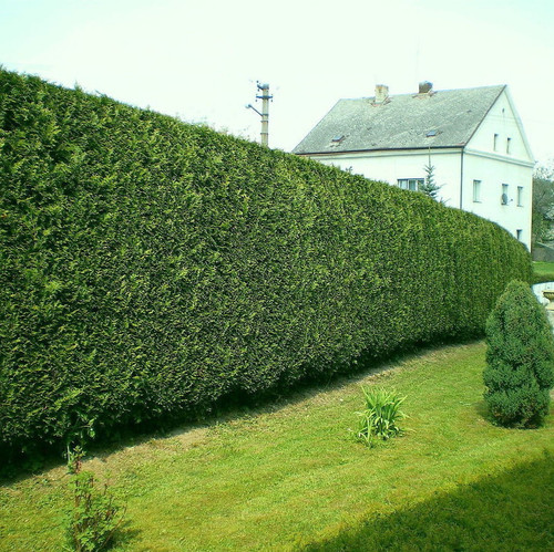 10 Leyland Cypress / Green Leylandii in 9cm Pots, 30-40cm Evergreen Hedging Plants