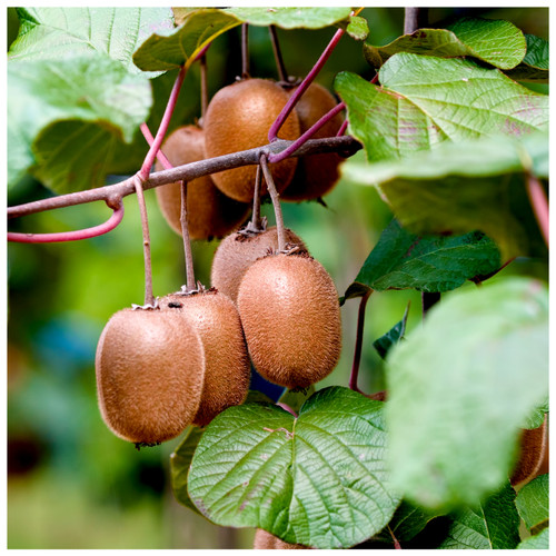 Self-Fertile Kiwi Fruit 'Jenny' Plant in 2L Pot, Ready to Fruit, Tasty Fruit