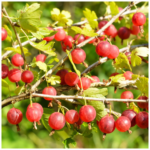 5 Red Gooseberry Plants/Uva Crispa 'Hinnonmakii Red' 3-5 Branches,Ready to Fruit