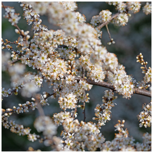 10 Blackthorn Hedging 40-60cm, Prunus Spinosa 2ft Sloe Hedge. Flowers & Fruit