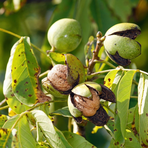 English Walnut Fruit Tree 1-2ft Tall, Grow Your Own Healthy Nuts, Juglans Regia