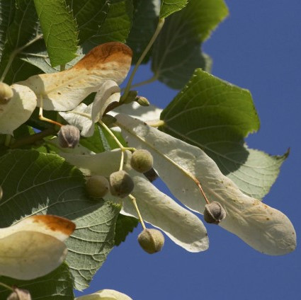 25 Small-leaved Lime / Tilia Cordata, 40-60cm Tall  With a Rich Scent