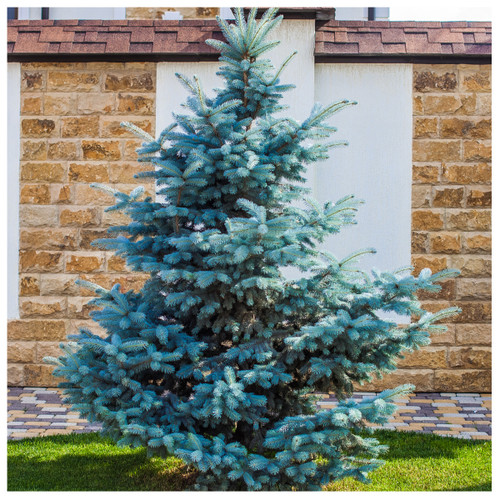 25 Blue Spruce Xmas Trees,Picea Pungens Glauca 30-40cm, Lovely Blue Pine Needles