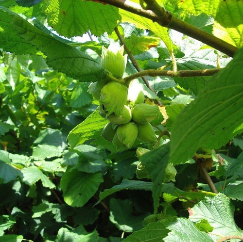 10 Hazel Plants,Flowering Edible Nut Hedge,1-2ft 1L Pot, Wildlife Friendly