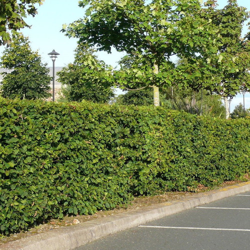 250 Native Hornbeam Hedging Plants 40-60cm Trees Hedge,2ft,Good For Wet Ground