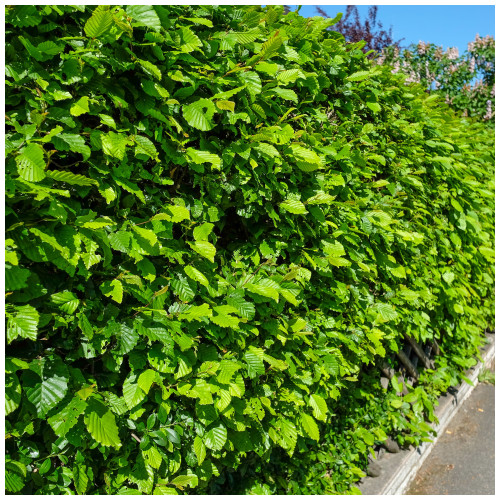 500 Hornbeam 2-3ft Hedging Plants,60-90cm Carpinus Betulus Trees.Winter Cover 500 Hornbeam 2-3ft Hedging Plants,60-90cm Carpinus Betulus Trees.Winter Cover