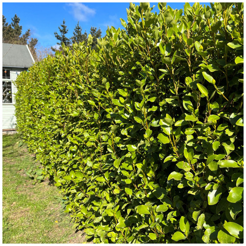 100 Griselinia Evergreen Hedging Plants 50-70cm, Fast Growing New Zealand Laurel