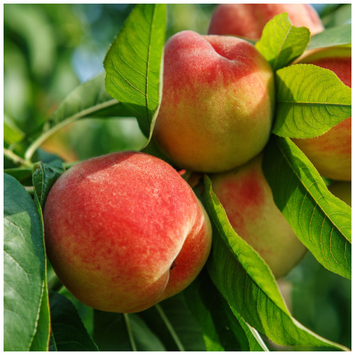 Peregrine Peach Tree 4-5ft Self-fertile, Excellent Rich Flavour, Early Cropping