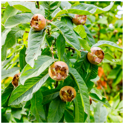 Medlar Nottingham 4-5ft Tree Ready to Fruit.Self-Fertile,Good For Jam